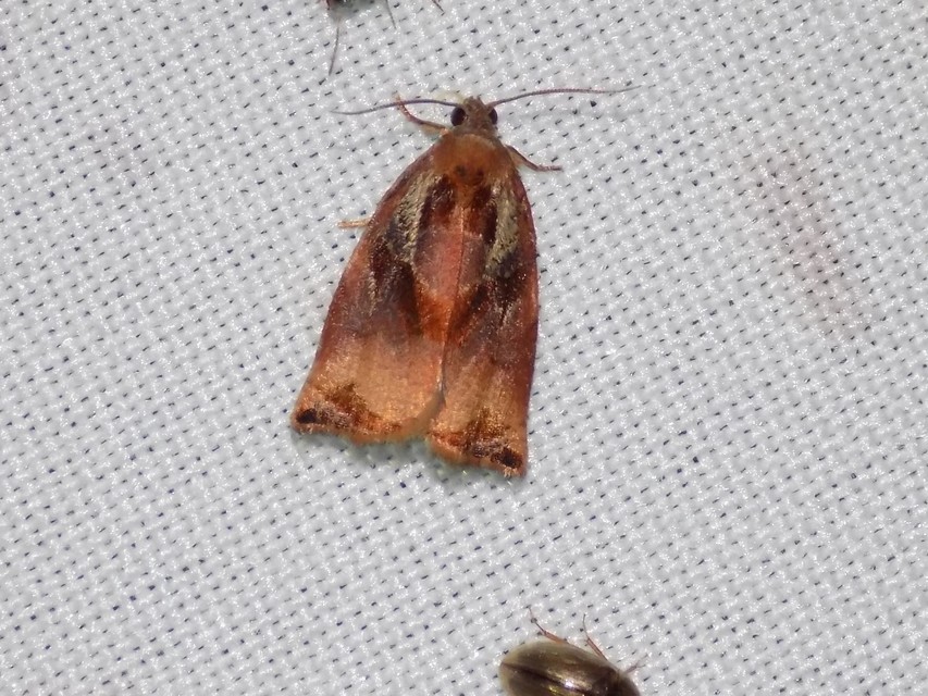 Archips podana - dudvarágó sodrómoly