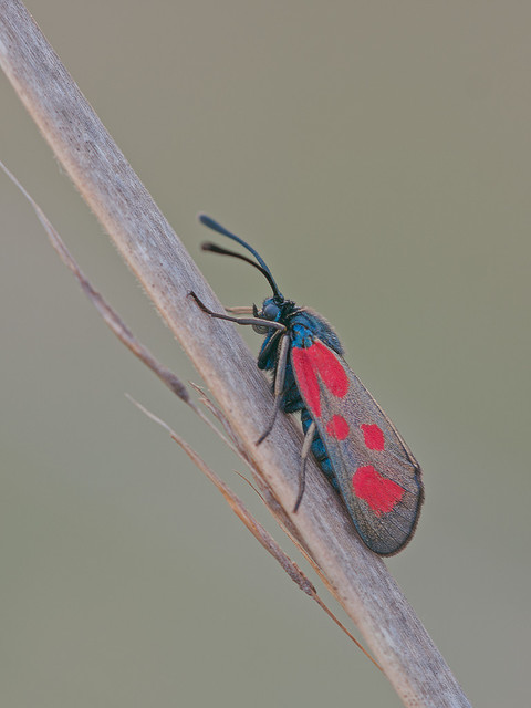 Zygaena loti - közönséges csüngőlepke