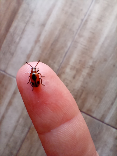 Crioceris quinquepunctata - ötpontos spárgabogár