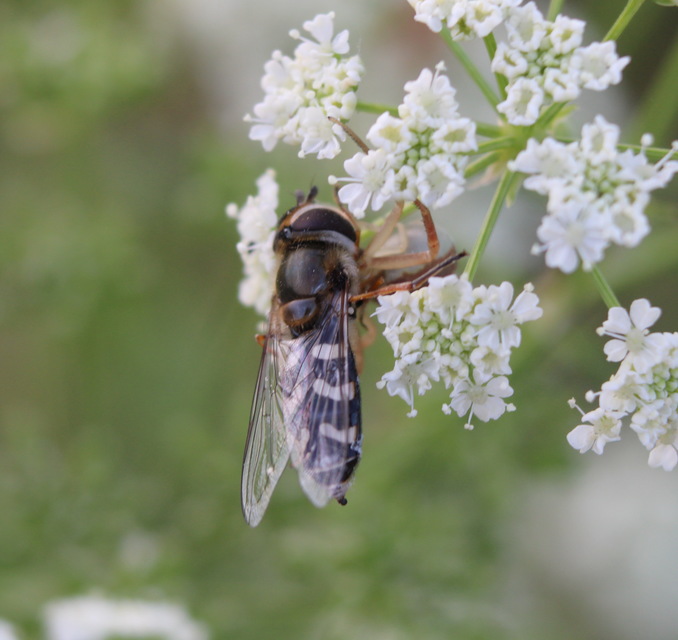 Scaeva pyrastri - gyakori nagyhomlokúlégy