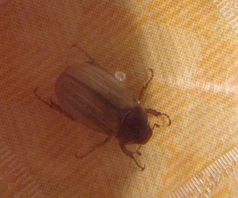 Amphimallon solstitiale - bordás sárgacserebogár