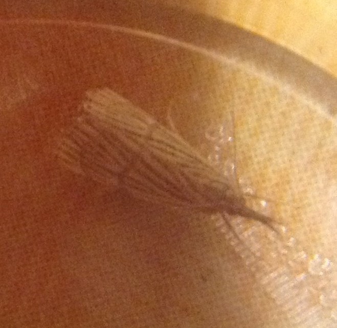 Chrysocrambus linetella - déli fűgyökérmoly