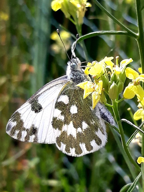 Pontia edusa - rezedalepke