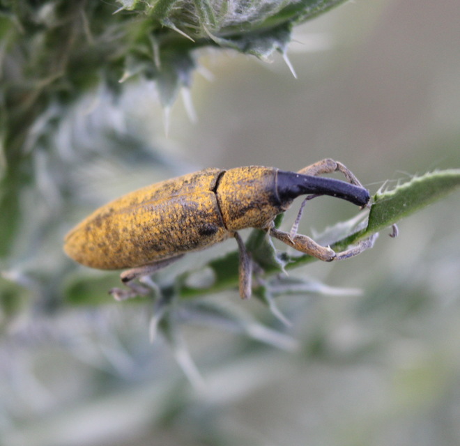 Lixus pulverulentus - mályvafúró dudvabarkó