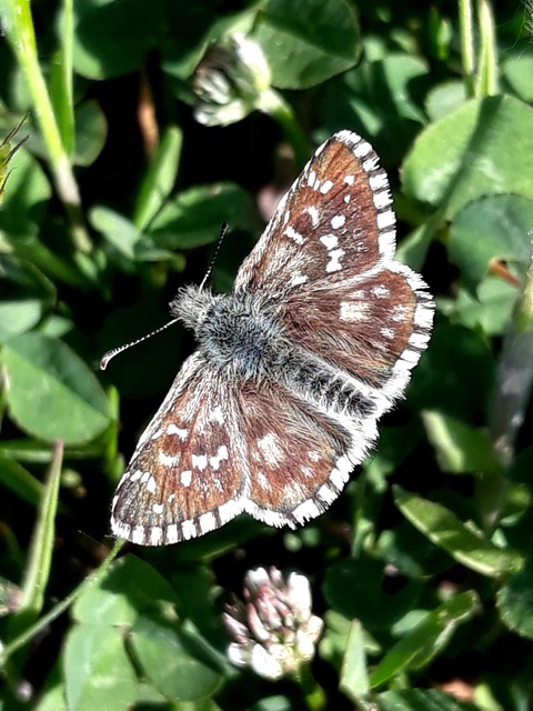 Pyrgus armoricanus - feles busalepke