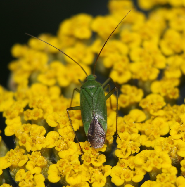 Calocoris affinis