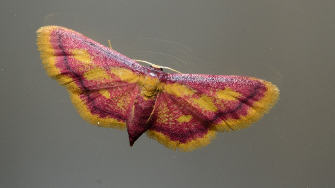 Idaea muricata - mocsári pirosaraszoló