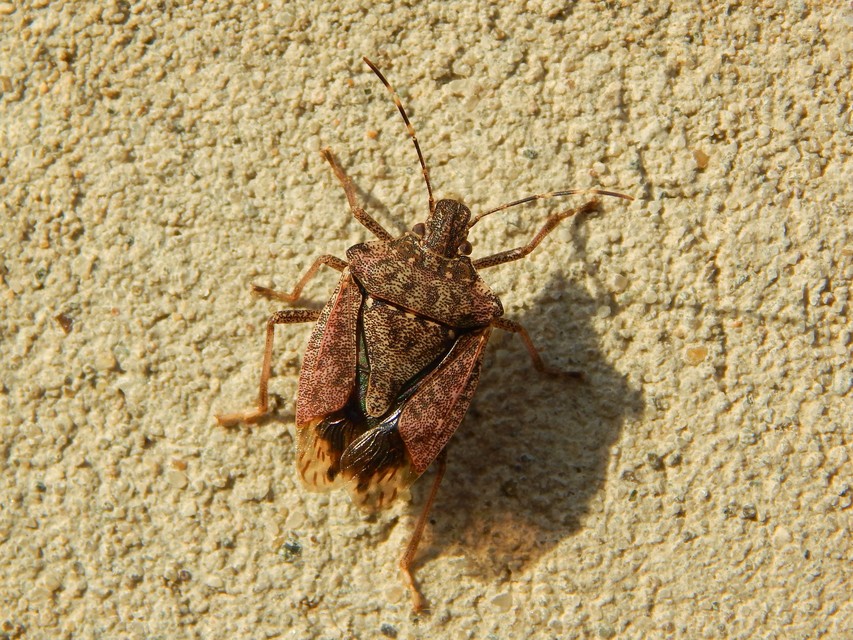 Halyomorpha halys - ázsiai márványospoloska