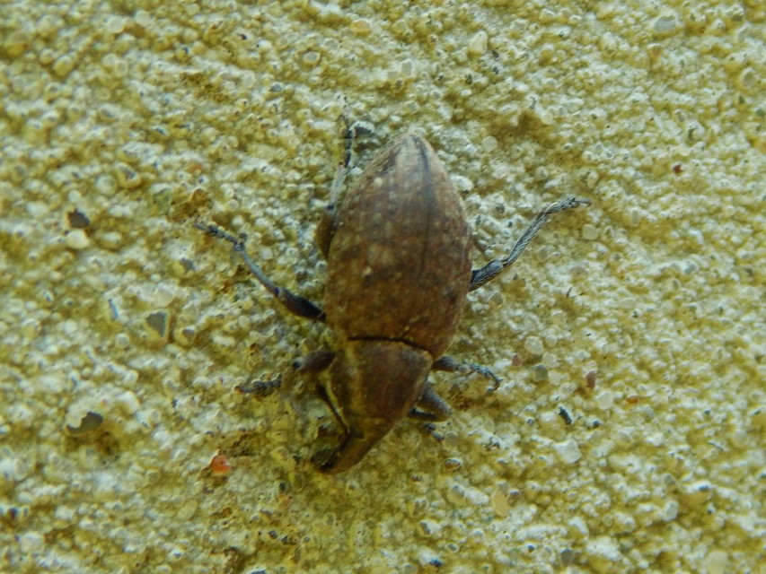 Lepyrus armatus - tompafogú fűzormányos