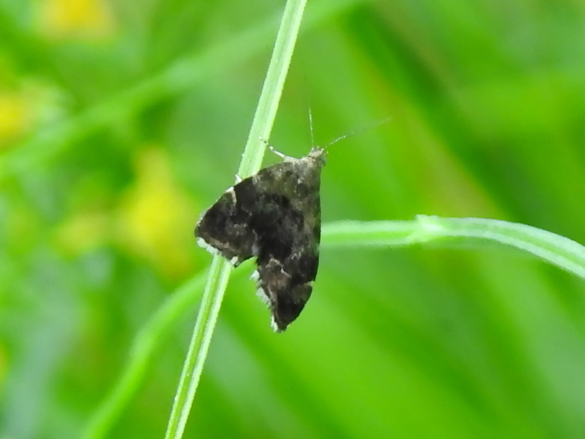 Anthophila fabriciana - lápréti levélmoly