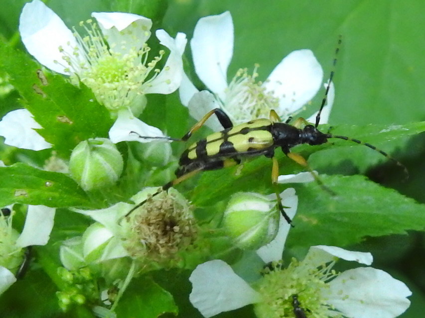 Rutpela maculata - tarkacsápú karcsúcincér