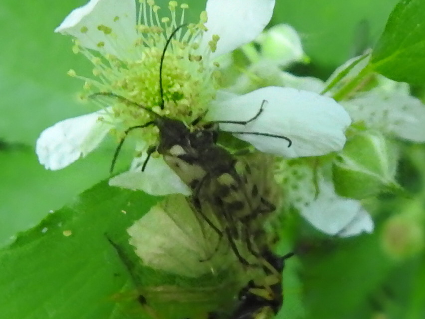 Pachytodes cerambyciformis - változékony virágcincér