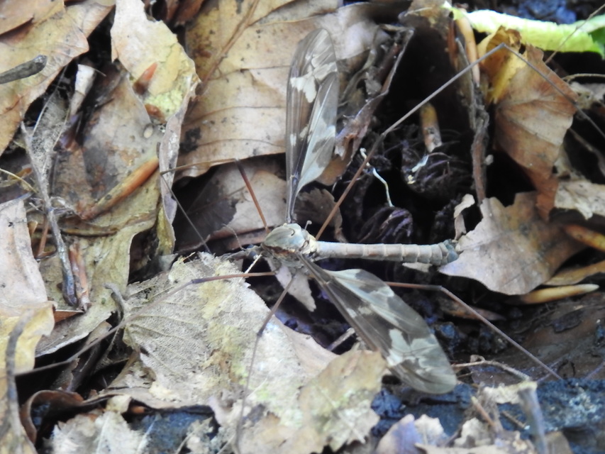 Tipula maxima - Óriáslószúnyog