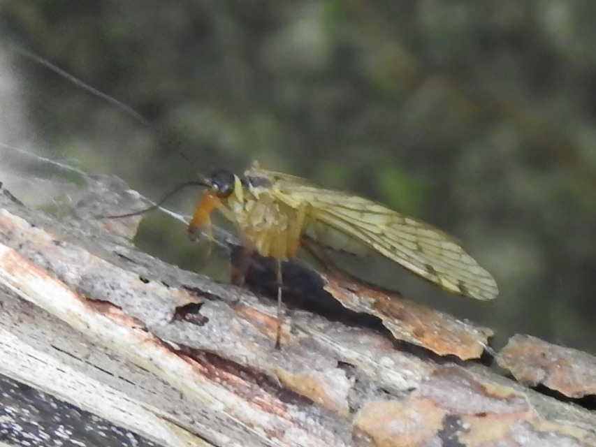 Panorpa alpina
