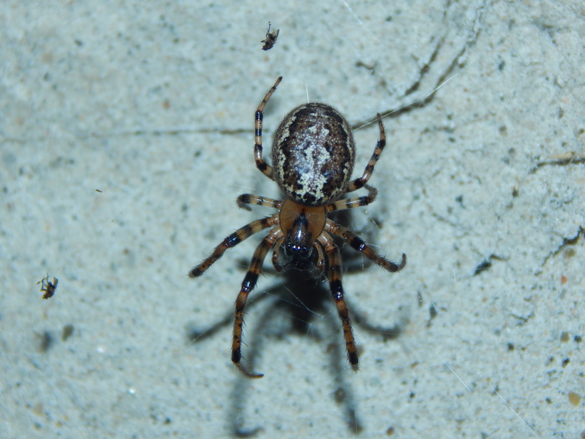 Leviellus