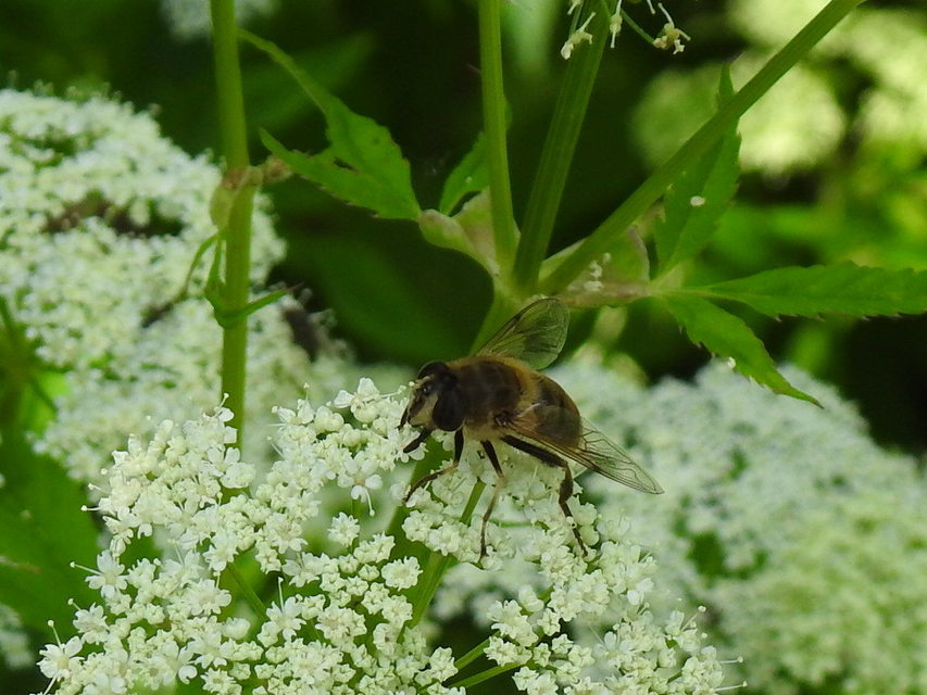 Eristalis tenax - közönséges herelégy
