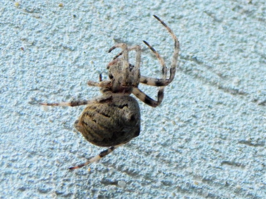 Araneus circe/angulatus
