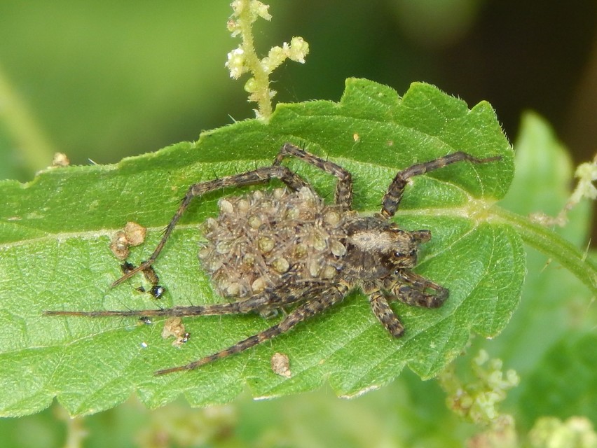 Pardosa