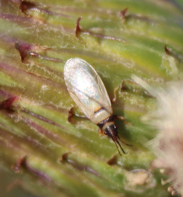 Oxycarenus pallens - fakó bodobács
