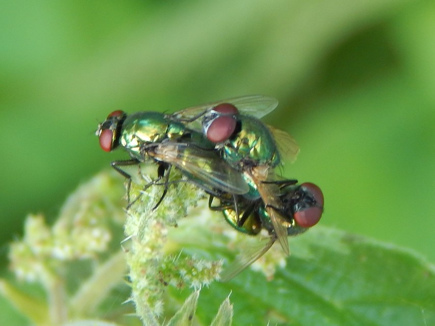 Muscidae - igazi legyek