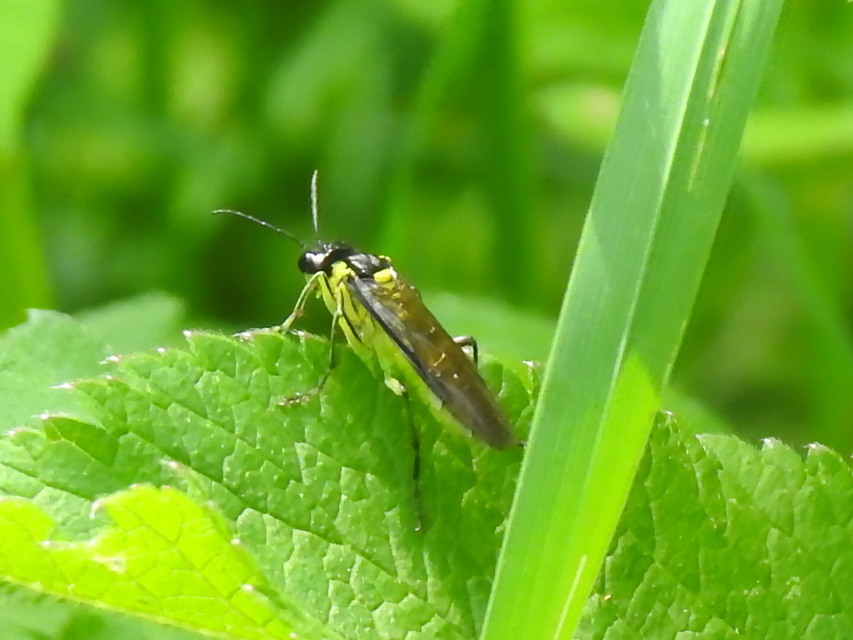 Tenthredinidae - valódi levéldarazsak