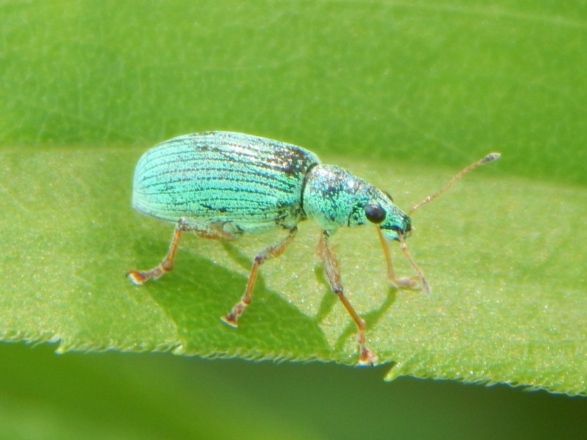 Polydrusus formosus - selymes lombormányos