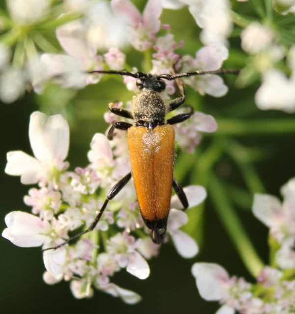 Stictoleptura fulva - vörhenyes virágcincér