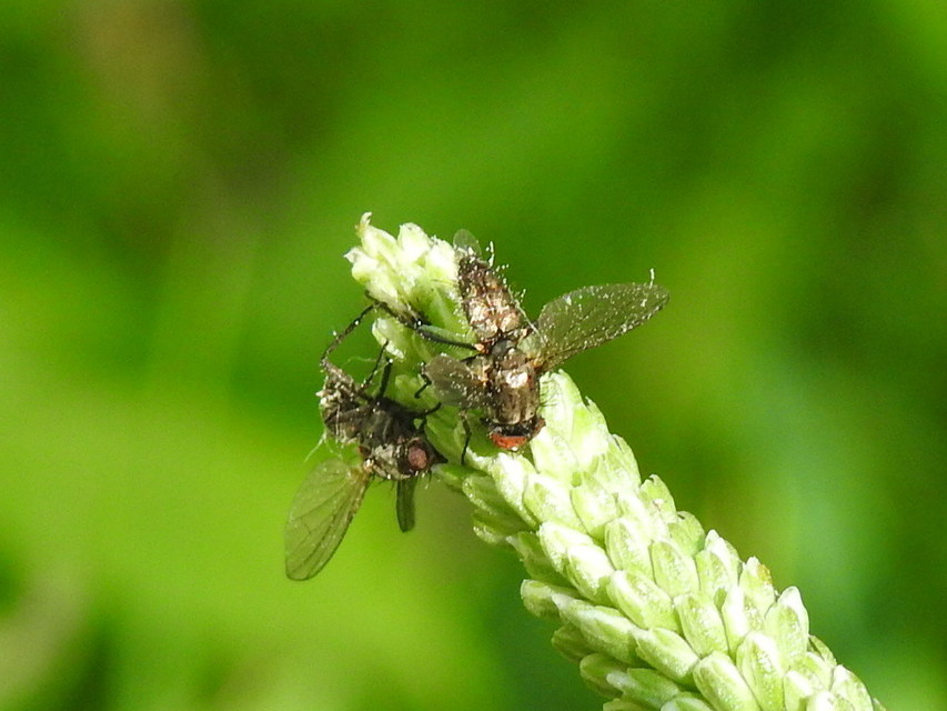 Anthomyiidae - viráglegyek