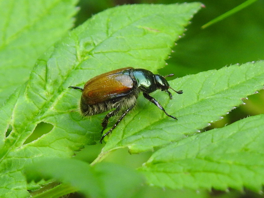 Phyllopertha horticola - kerti szipoly