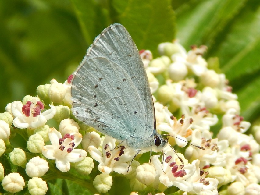 Celastrina argiolus - bengeboglárka