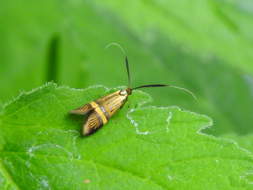 Nemophora degeerella - pompás tőrösmoly