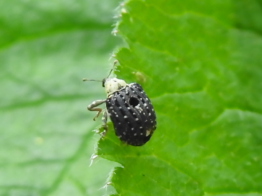 Cionus scrophulariae - görvélyfű-gömbormányos