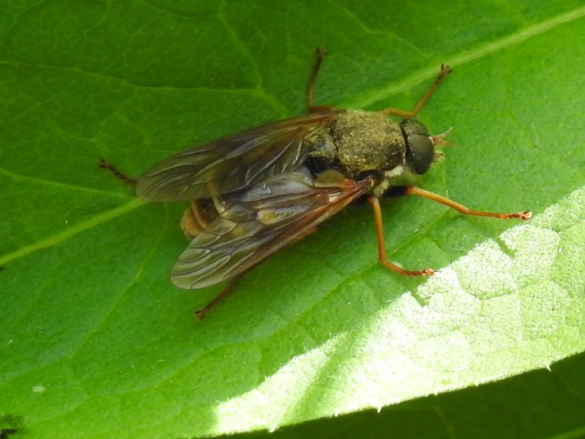 Coenomyia ferruginea - szagos légy