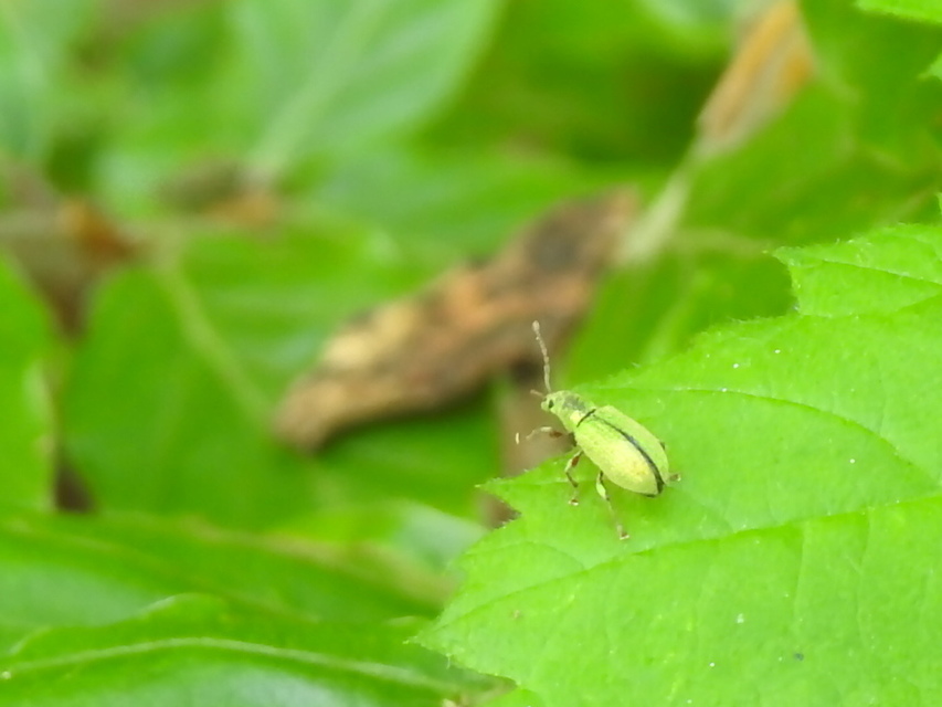 Phyllobius argentatus - ezüstös levélormányos