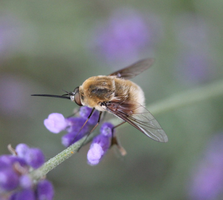 Bombylius posticus