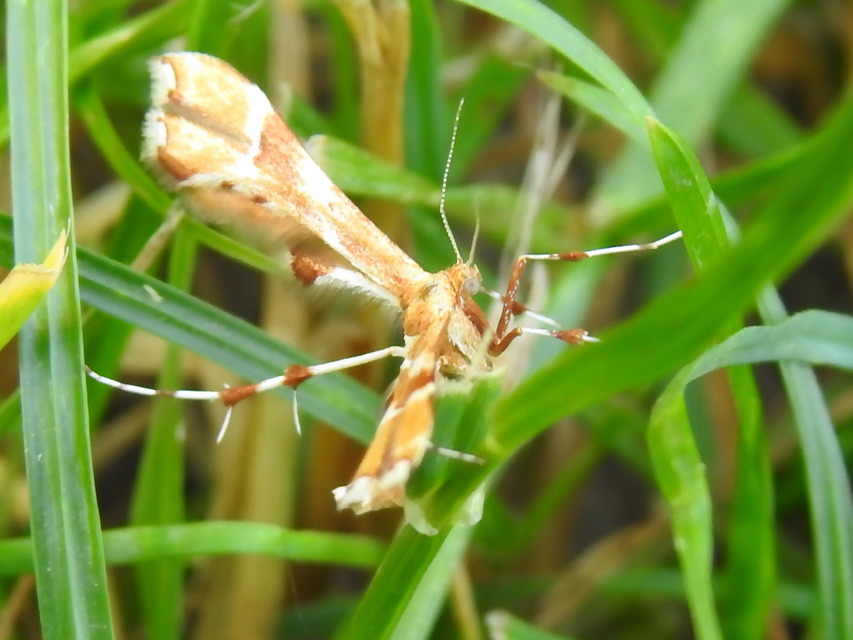 Cnaemidophorus rhododactyla - rózsabogyó-tollasmoly