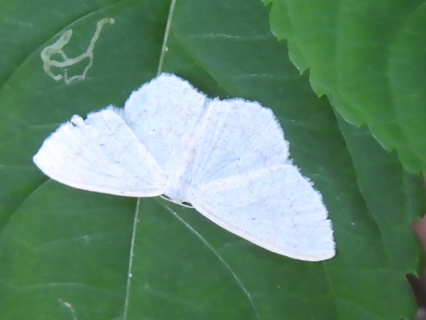 Scopula floslactata - tejfehér sávosaraszoló