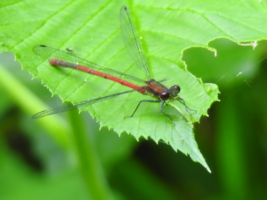 Pyrrhosoma nymphula interposita - vörös légivadász