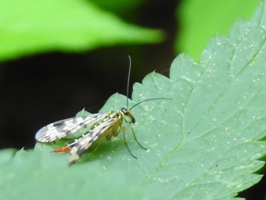 Panorpa communis/vulgaris
