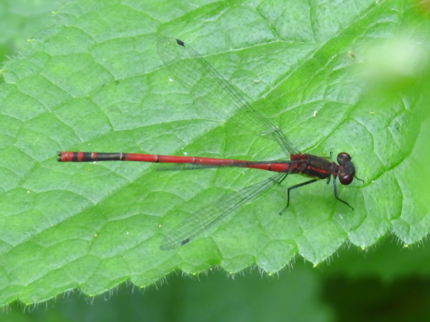 Pyrrhosoma nymphula interposita - vörös légivadász