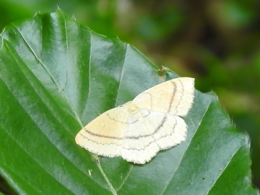 Cyclophora linearia - vonalas pettyesaraszoló