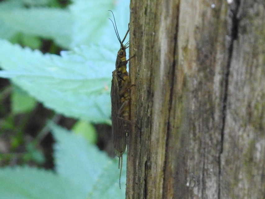 Plecoptera - Álkérészek