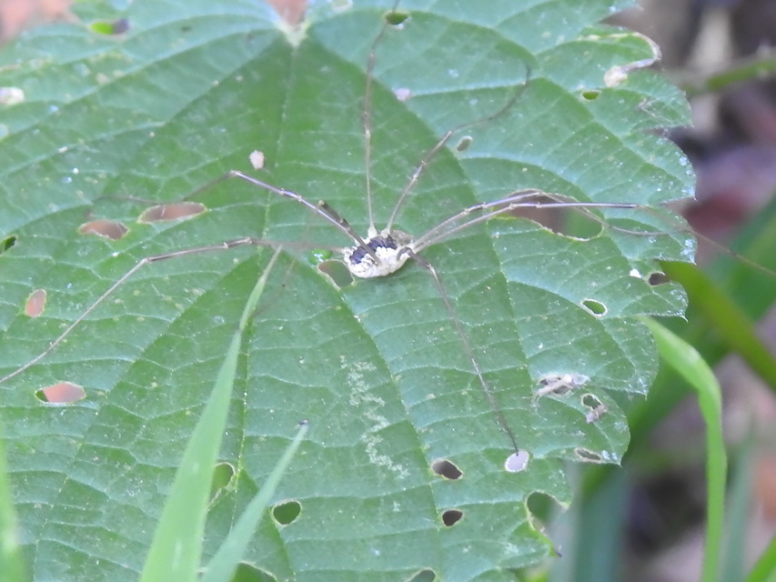 Mitopus morio