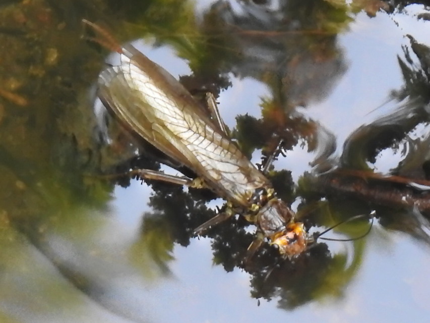Plecoptera - Álkérészek