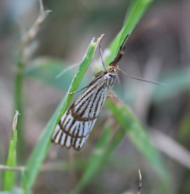 Chrysocrambus linetella - déli fűgyökérmoly