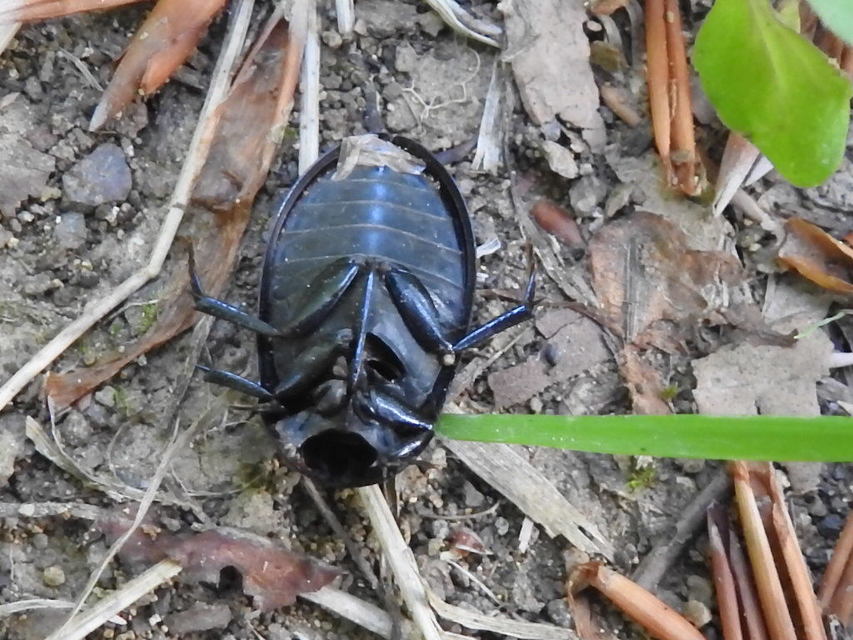Hydrochara caraboides - kis csibor