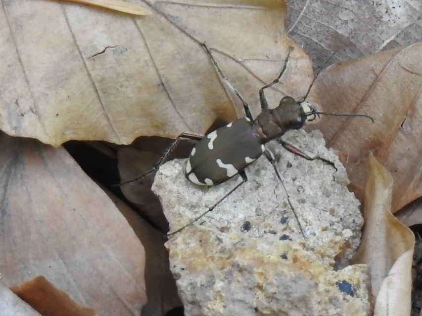 Cicindela sylvicola - erdei homokfutrinka