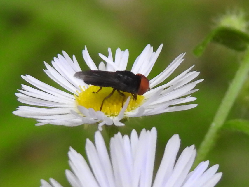Chrysogaster