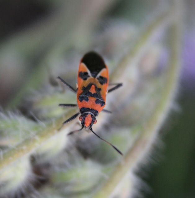 Corizus hyoscyami - piros karimáspoloska