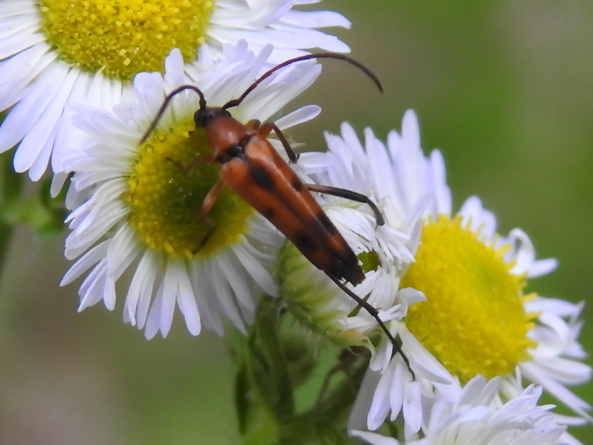 Stenurella septempunctata - hétpettyes karcsúcincér